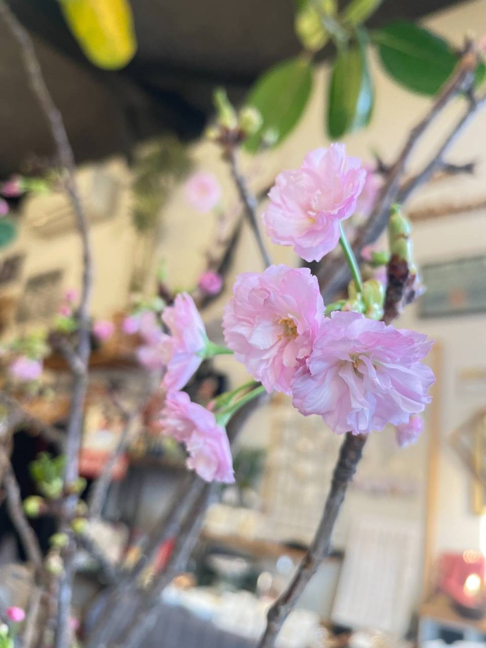 当店の桜が咲きました！【盛岡の雑貨屋】